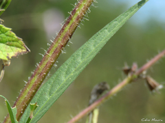 Centrosema pascuorum
