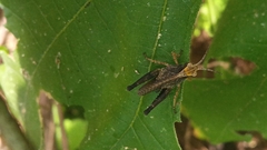 Melanotettix dibelonius