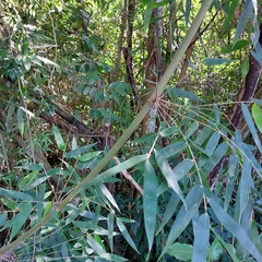 Merostachys