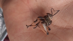 Melanotettix dibelonius