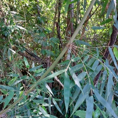 Merostachys
