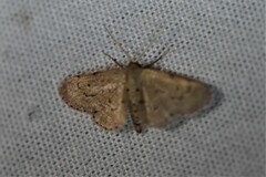 Sigela basipunctaria