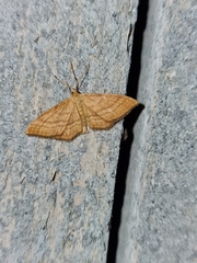 Idaea serpentata