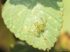 Misumenops maculissparsus