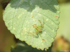 Misumenops maculissparsus