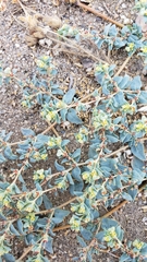 Euphorbia ocellata ocellata