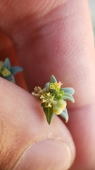 Euphorbia ocellata ocellata
