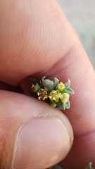 Euphorbia ocellata ocellata