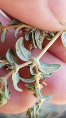 Euphorbia ocellata ocellata
