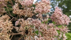 Bombus griseocollis