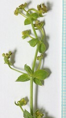 Galium multiflorum