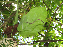 Ibatia