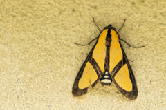 Xanthoarctia pseudameoides