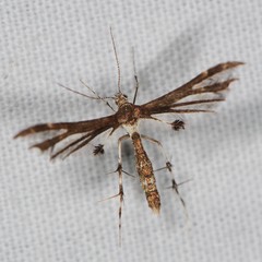Geina tenuidactylus