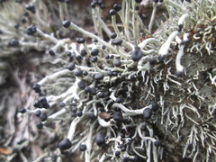 Pilophorus acicularis