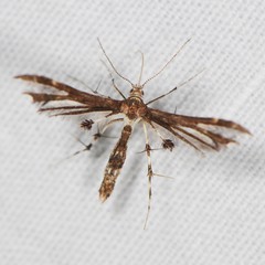 Geina tenuidactylus