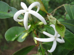 Psychotria macroglossa