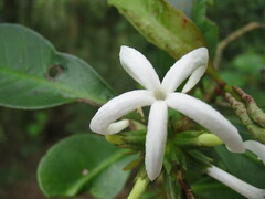 Psychotria macroglossa