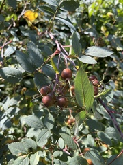 Rosa glauca