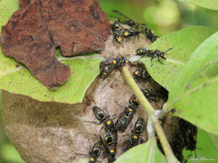 Polybia ruficeps xanthops
