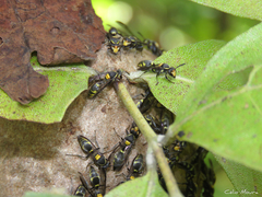 Polybia ruficeps xanthops