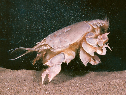 Mole Crabs (Superfamily Hippoidea) · iNaturalist