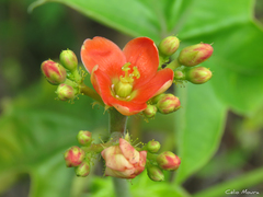 Jatropha mollissima
