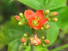 Jatropha mollissima
