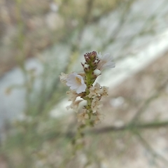 Polygonum equisetiforme