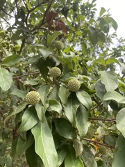 Cornus capitata