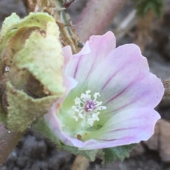 Malva neglecta
