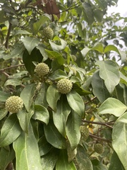 Cornus capitata