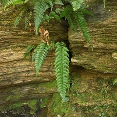 Asplenium cuneatiforme