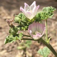 Malva neglecta
