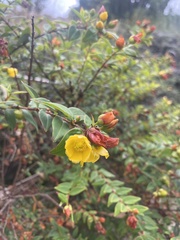 Hypericum