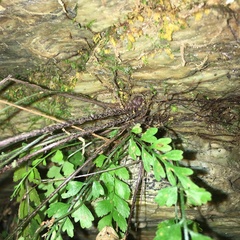 Asplenium cuneatiforme