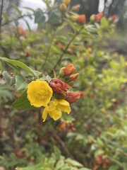 Hypericum