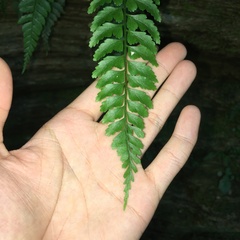 Asplenium cuneatiforme