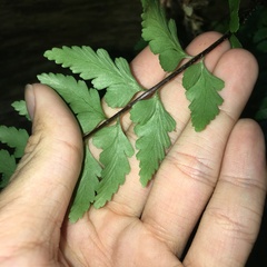 Asplenium cuneatiforme