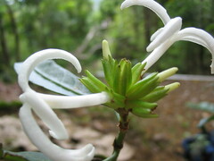 Psychotria macroglossa
