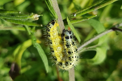 Large white