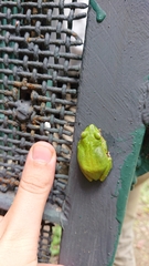 Hyperolius olivaceus