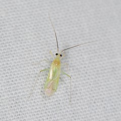 Orthotylinae