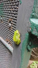 Hyperolius olivaceus