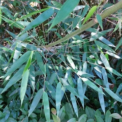 Merostachys