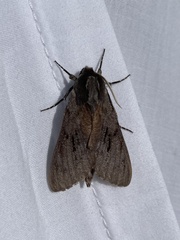Lapara coniferarum