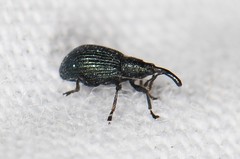 Ischnopterapion virens