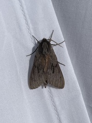 Lapara coniferarum