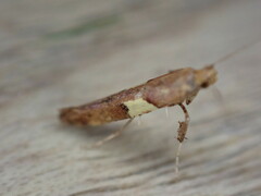 Caloptilia semifascia