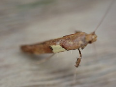 Caloptilia semifascia